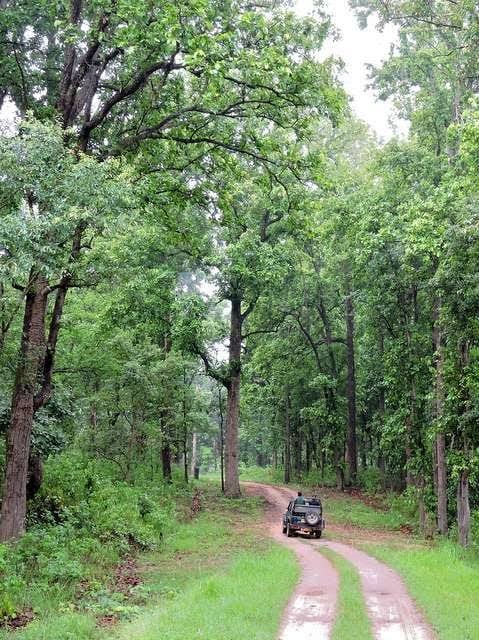 Foto del lugar real, un camino en el bosque